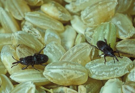 Kornkäfer auf Samen