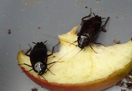 zwei Orientalische Schaben fressen an einem Stück Apfel