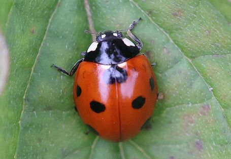 ein Marienkäfer sitzt auf einer Blüte