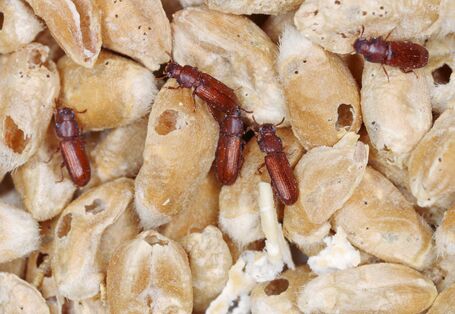 kleine braune Käfer krabbeln auf angefressenen Getreidekörnern