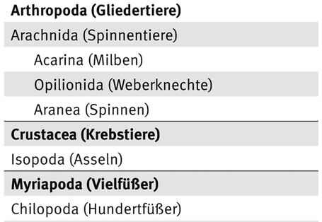 The graph shows to what types the soil's micro-flora can be allocated, from protozoons to vertebrates.