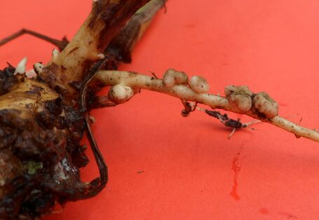 A photo of a tuber in which microorganisms and roots have formed a symbiosis.