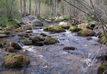 Breiter Bach, der recht schnell fließt. Im Bachbett liegen viele große runde Steine, die mit Moos bewachsen sind.