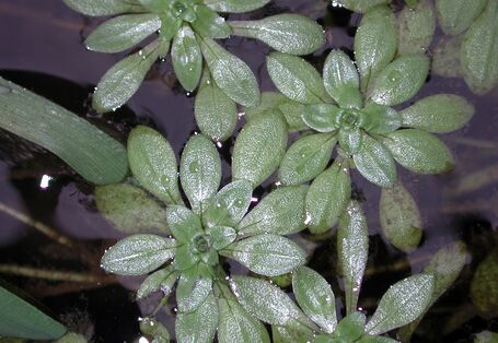 Blick von oben auf die grünen Blätter einer Wasserpflanze, die wie eine Blume aussieht