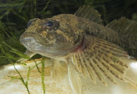 Nahaufnahme eines hellgeblichen, durchsichtigem Fisch mit weitaufgefächerten Vorderflossen