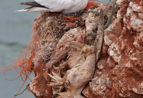 Tote Basstölpel auf einem roten Felsen auf Helgoland