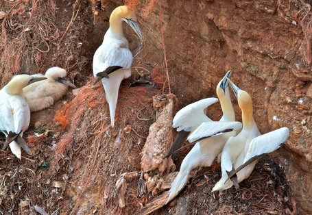 Basstölpel nisten neben toten Basstölpeln, die sich in einem orangen Plastiknetz stranguliert haben