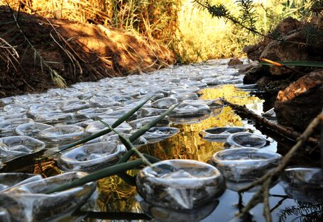 In einem Waldbach schwimmen viele Plastikflaschen mit dem Boden nach oben