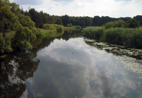 Blick auf auf den Flusslauf der Spree mit grüner Uferböschung rechts und links.