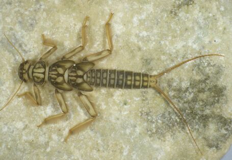 Großaufnahme einer Steinfliegenlarve, die hellbraun bis durchsichtig aussieht.