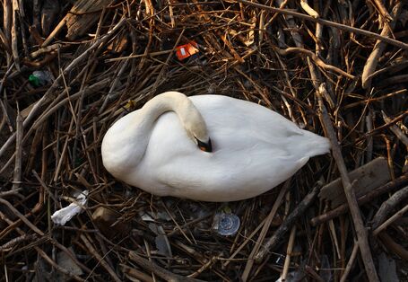 Ein Schwan sitzt in einem Nest aus Zweigen, Federn und Müll