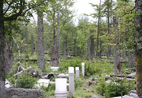 Forellenbach_Spruce F1 regeneration after bark beetle infestation
