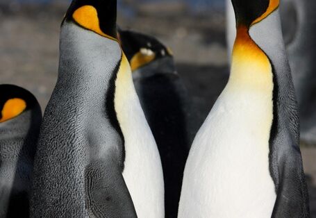 Königspinguine beim Balztanz