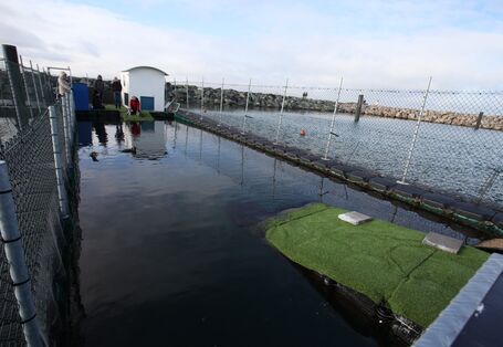 Die Pinguinanlage im Marine Science Center im Yachthafen Rostock Hohe Düne