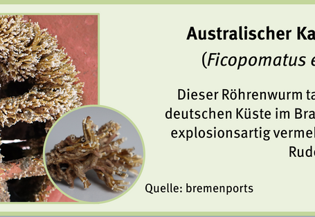 Bewuchsatlas: Kalkröhrenwurm