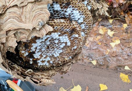 Asiatische Hornisse: Nesttilgung