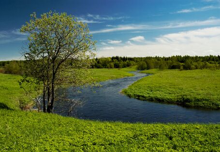 Ein Fluss und eine grüne Wiese mit Baum.
