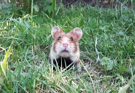 Ein Feldhamster in einer grünen Wiese