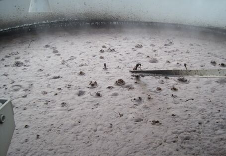 Sewage sludge treatment, disposal and phosphorus recovery must be adapted to new statutory requirements