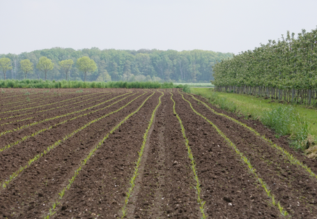 Auf dem Foto ist im Vordergrund ein Feld, rechts und im Hintergrund sind Bäume zu sehen.