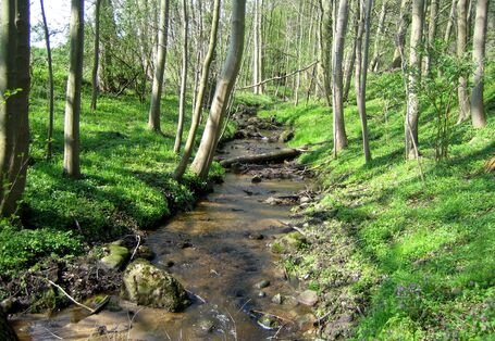 Gewässertyp des Jahres 2025 ist der kiesige Tieflandbach