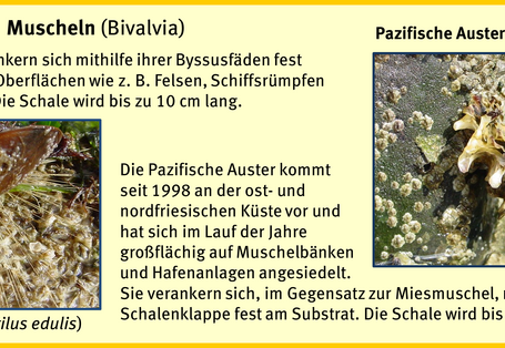 Bewuchsatlas: Muscheln Salzwasser