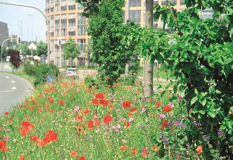 Stadthaus Münster mit Wildblumen im Vordergrund