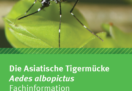 Eine schwarze, asiatische Tigermücke mit weißen Streifen