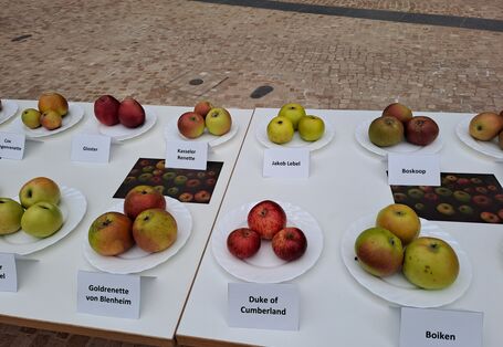 Verschiedene Apfelsorten auf einem Tisch mit Schildern