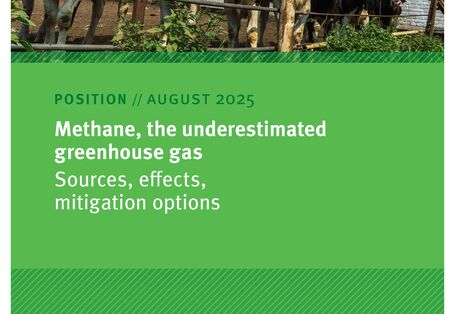 Kühe in einem Gehege