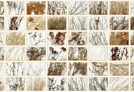 Collage mehrerer Pflanzen im Winter