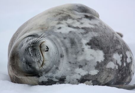 A thick layer of fat beneath the skin protects against the cold. 