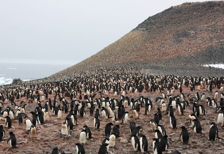 In protected areas, penguins of breeding and rearing their young are not disturbed.