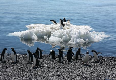 Eine Gruppe Adeliepinguine steht am Wasser. Fünf weitere stehen auf einer nahen Eisscholle. 