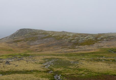 Mosses and lichen are very well adapted to the challenging conditions in the Antarctic