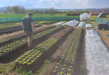 Das Bild zeigt Anbauflächen (Salat) für eine Market-Gardening-Maßnahme. 