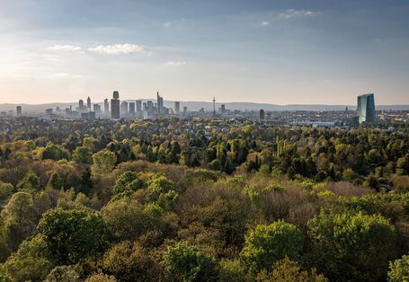 Das Bild zeigt über einen Wald hinweg die Skyline von Frankfurt am Main. Wolkenkratzer und der Fernsehturm erheben sich aus der Landschaft. Im Hintergrund sind die Höhenzüge des Taunus zu erkennen.