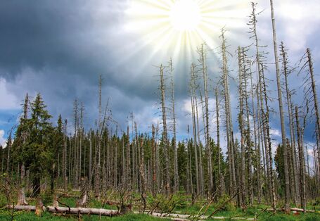 Das Bild zeigt einen dicht mit Nadelbäumen bestandenen Hang. Die Fichten im Vordergrund sind abgestorben. Zwischen dunkelgrauen Wolken strahlt die Sonne.