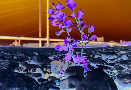 The picture shows the dry, stony riverbed of the Rhine near Düsseldorf. A modern bridge is visible in the background. Young trees are growing in the foreground in among the stones covering the riverbed. 