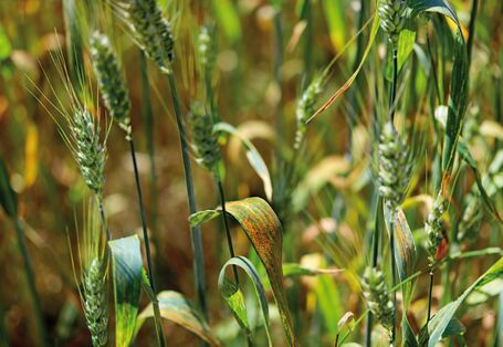 The picture shows a detailed view of cereal plants infested with brown rust.