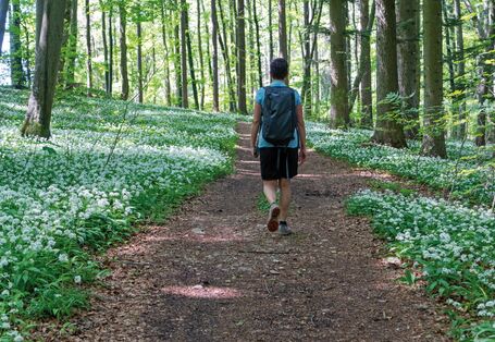 The picture shows a man from behind. He is wearing a T shirt and short trousers. He is walking through a wood carrying a rucksack. To the right and left of the path, white flowers are blooming beneath the trees. 