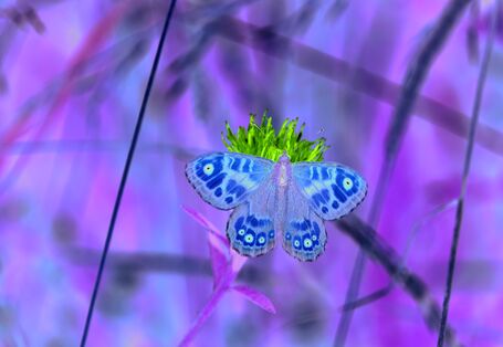 Das Bild zeigt einen Mauerfuchs, der auf einer violetten Blüte sitzt und die Flügel ausbreitet