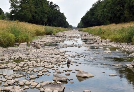 Wenn sich im Frühjahr das Wasser erwärmt, kann sich das Phytoplankton schlagartig vermehren.