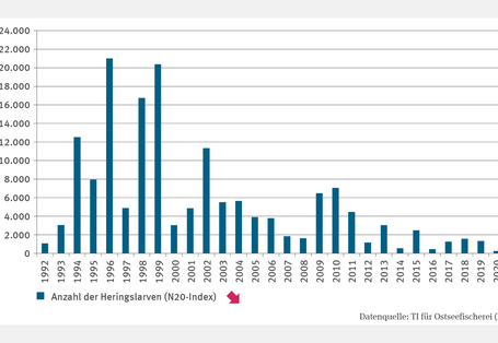 Die Abbildung FI-I-2 "Heringslarven im Greifswalder Bodden" zeigt die Anzahl der Heringslarven (N20-Index) in Millionen. Der höchste Wert von über 21 Milliarden Larven wurde 1996 erreicht. In den 1990er Jahren gab es mehrere Jahre mit zweistelligen Milliarden-Werten. Nach 2002 fielen die Werte deutlich, mit den besten Ergebnissen 2009 und 2010. 2014, 2016 und 2020 wurden weniger als 1 Milliarde Larven ermittelt, der niedrigste Wert lag 2020 bei 239 Millionen. Die Zeitreihe zeigt einen signifikant fallenden 