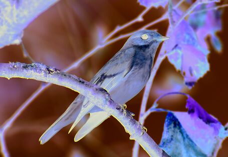 The picture shows an icterine warbler singing from a twig.