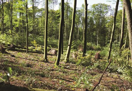 Das Bild zeigt einen Wald mit Buchen. Zahlreiche Bäume liegen entwurzelt am Boden. 