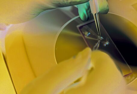 Das Bild zeigt die Finger zweier Hände in Gummihandschuhen, die tote Stchmücken mit einer Pinzette auf ein Deckglas aufbringen, um diese zu mikroskopieren.