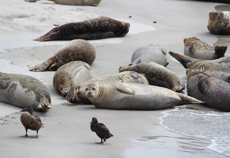 Ein Bild vom Strand der Insel Helgoland, Robben liegen am Strand 