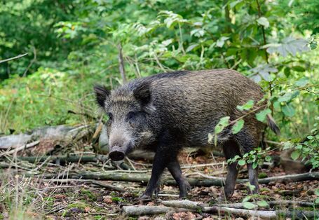 Wildschein im Wald
