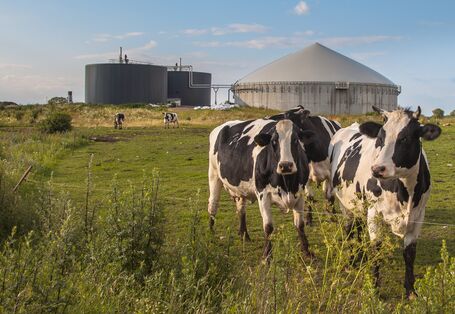 Kühe auf einer Weide, im Hintergrund eine Biogasanlage